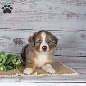 Tianna, Miniature Australian Shepherd Puppy
